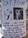 lost-cat-possum-little.jpg