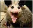 happy possum.jpg