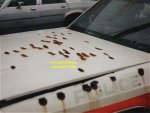 Police Car Bullet Holes.jpg