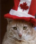 Canadian Cat.jpg