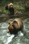 mother_cub_stream-199x300.jpg