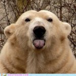 bear sticking out tongue.jpg