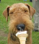 dog-with-ice-cream.jpeg