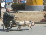pig and cart.jpg