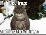 snow-cat-frozen-pee.jpg