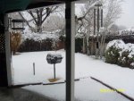 6 Jan 31 2016 Snowfall Back yard.jpg