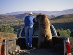 papa-bear-in-the-back-of-a-pick-up-truck_u-l-p8i1180.jpg
