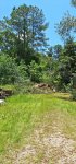 Oak Trees Cut 1h.jpeg
