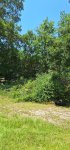 Oak Trees Cut 1i.jpeg