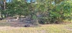 Oak Trees Cut 2.jpeg