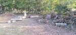 Oak Trees Cut 2b.jpeg