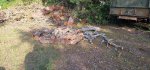 Oak Trees Cut 2c.jpeg