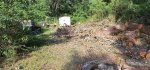Oak Trees Cut 2d.jpeg
