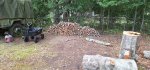 Oak Trees Cut 4a.jpeg