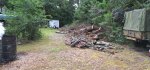 Oak Trees Cut 4b.jpeg