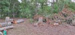 Oak Trees Cut 8.jpeg