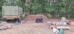 Oak Trees Cut 8a.jpeg