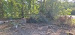 Oak Trees Cut 10a.jpeg