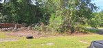 Oak Trees Cut 11.jpeg