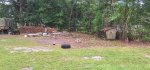 Oak Trees Cut 12.jpeg