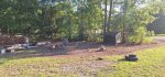 Oak Trees Cut 12a.jpeg