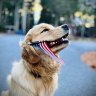 Summerpaws